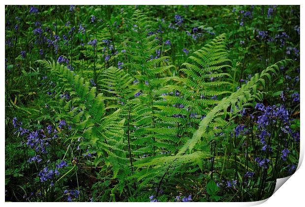 Fern with Bluebells Print by Lynette Holmes