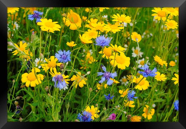 Meadow Flowers on a Summers day Framed Print by Lynette Holmes