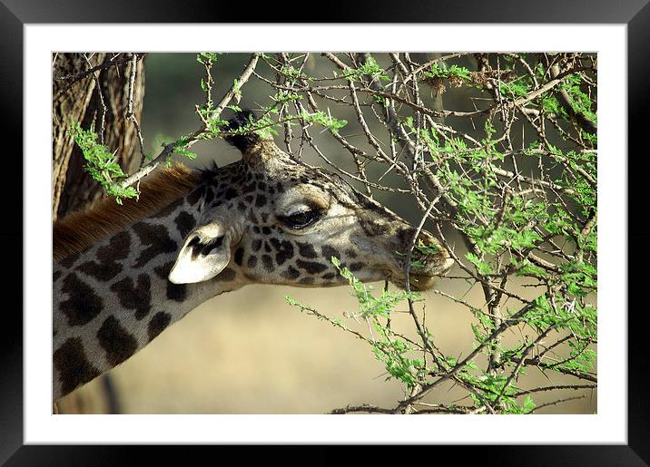 JST2696 Masai Giraffe eats Acacia shoots Framed Mounted Print by Jim Tampin