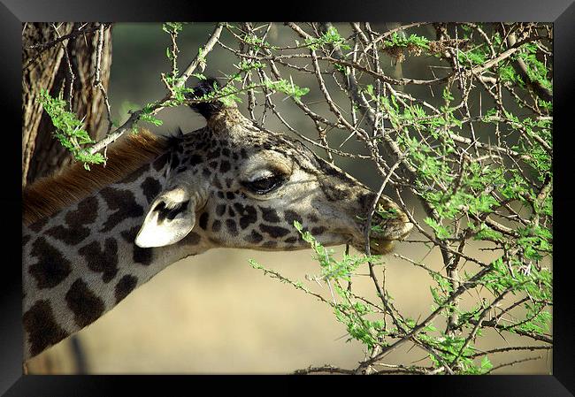 JST2696 Masai Giraffe eats Acacia shoots Framed Print by Jim Tampin