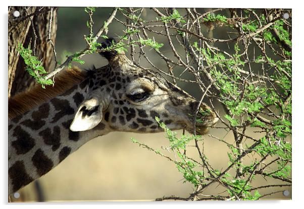 JST2696 Masai Giraffe eats Acacia shoots Acrylic by Jim Tampin
