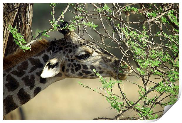 JST2696 Masai Giraffe eats Acacia shoots Print by Jim Tampin