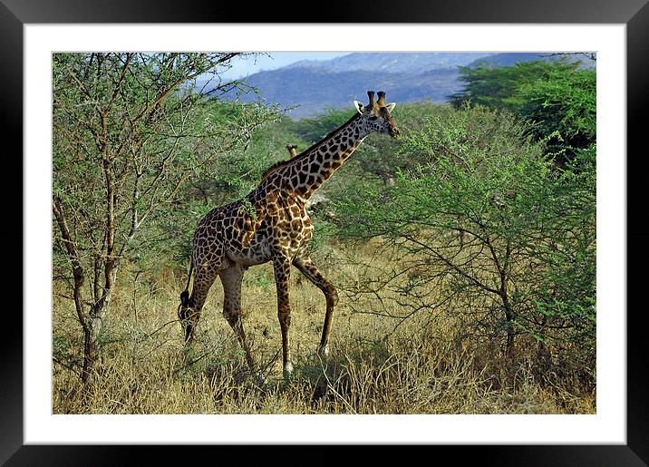 JST2697 Masai Giraffe, Tsavo West Framed Mounted Print by Jim Tampin
