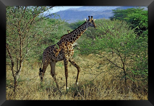 JST2697 Masai Giraffe, Tsavo West Framed Print by Jim Tampin