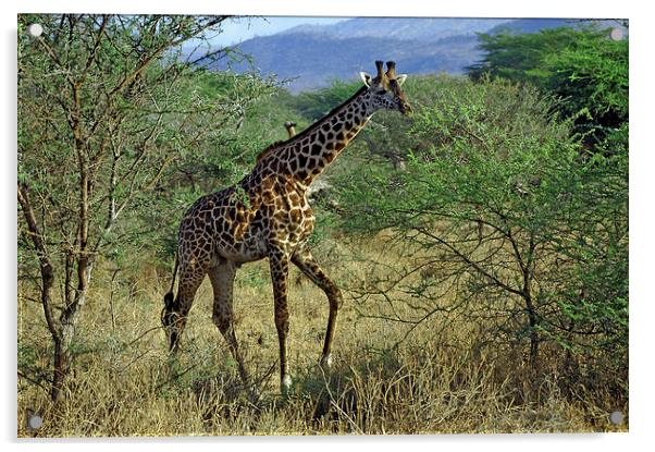 JST2697 Masai Giraffe, Tsavo West Acrylic by Jim Tampin