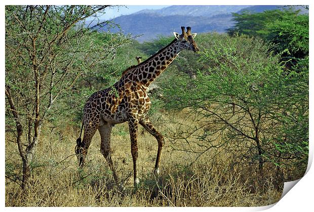 JST2697 Masai Giraffe, Tsavo West Print by Jim Tampin
