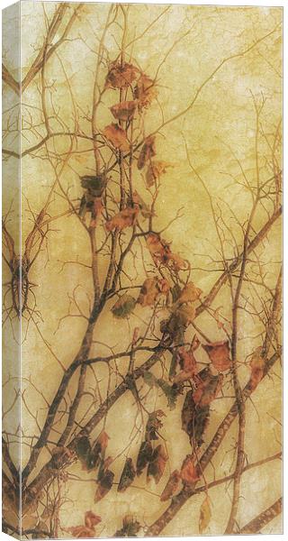 Autumns Last Canvas Print by Julie Coe