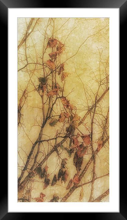 Autumns Last Framed Mounted Print by Julie Coe