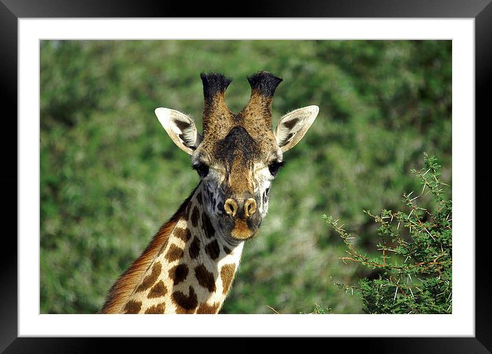 JST2698 Masai Giraffe, Tsavo West, Kenya Framed Mounted Print by Jim Tampin