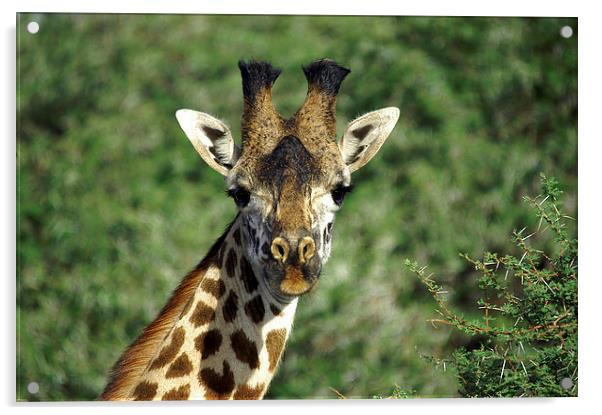 JST2698 Masai Giraffe, Tsavo West, Kenya Acrylic by Jim Tampin