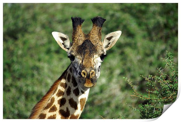 JST2698 Masai Giraffe, Tsavo West, Kenya Print by Jim Tampin