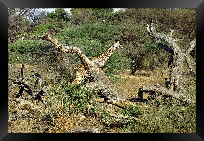 JST2699 Masai Giraffe Framed Print by Jim Tampin