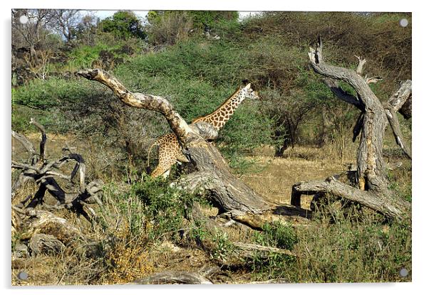 JST2699 Masai Giraffe Acrylic by Jim Tampin