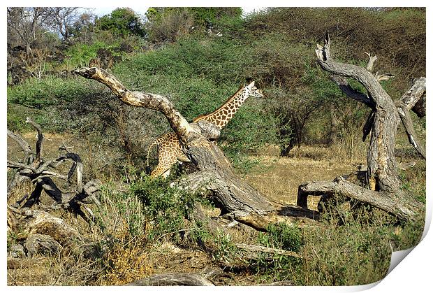 JST2699 Masai Giraffe Print by Jim Tampin