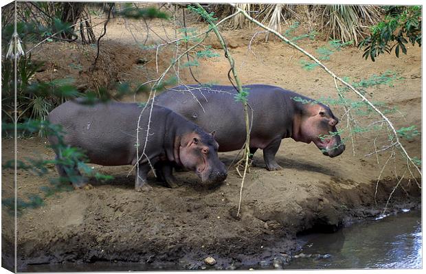 JSTJST2700 Hippopotamus by the river Tsavo Canvas Print by Jim Tampin