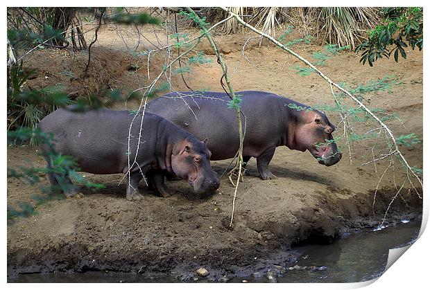 JSTJST2700 Hippopotamus by the river Tsavo Print by Jim Tampin
