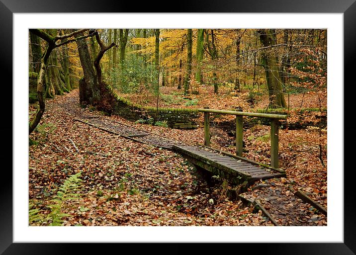 Roddlesworth Woods in the Autumn Framed Mounted Print by Gary Kenyon