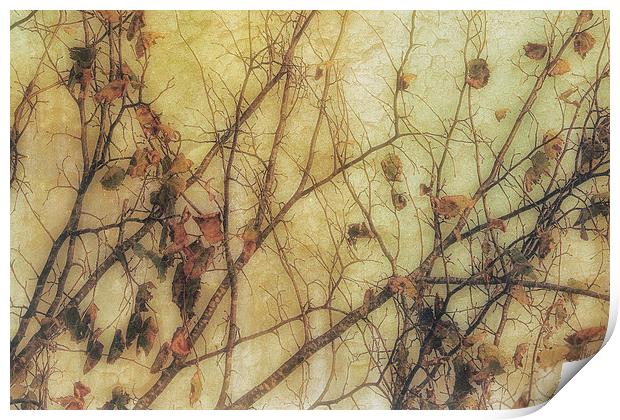 Autumns Last 3 Print by Julie Coe