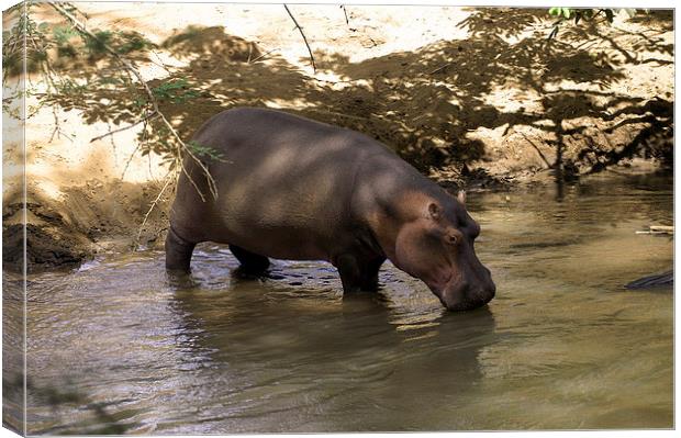 JST2701 Hippo in the River Tsavo Canvas Print by Jim Tampin