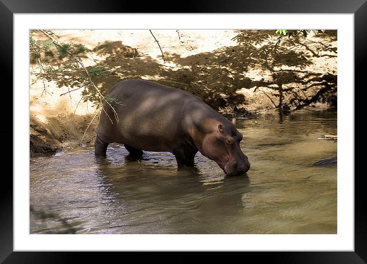 JST2701 Hippo in the River Tsavo Framed Mounted Print by Jim Tampin