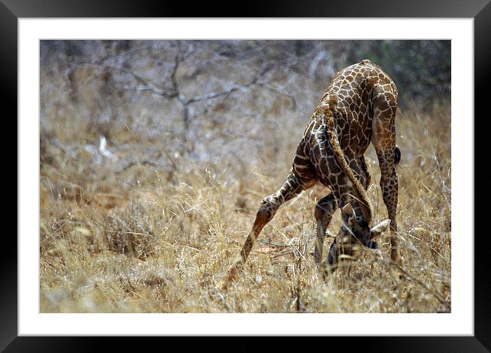JST2702 A young Masai Giraffe Framed Mounted Print by Jim Tampin