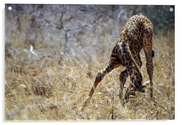 JST2702 A young Masai Giraffe Acrylic by Jim Tampin