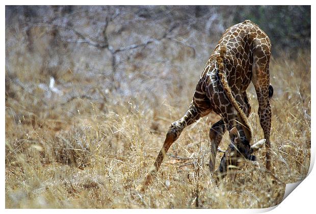 JST2702 A young Masai Giraffe Print by Jim Tampin