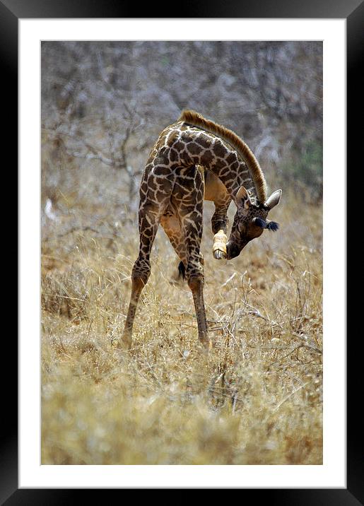 JST2703 Young Masai Giraffe Framed Mounted Print by Jim Tampin