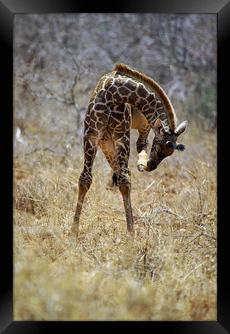 JST2703 Young Masai Giraffe Framed Print by Jim Tampin