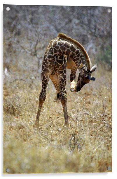 JST2703 Young Masai Giraffe Acrylic by Jim Tampin