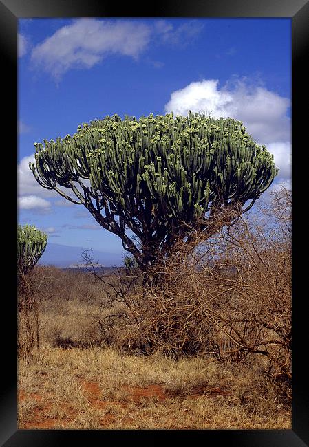 JST2704 Candelabra Tree Framed Print by Jim Tampin