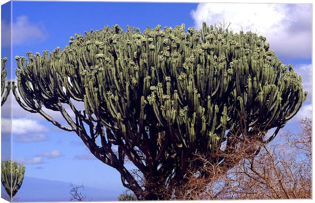 JST2706 The Candelabra Tree,( Euphorbia) Canvas Print by Jim Tampin