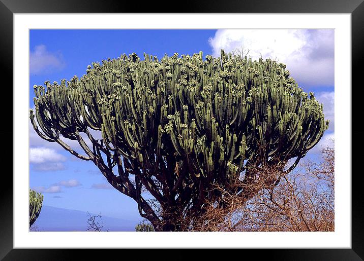 JST2706 The Candelabra Tree,( Euphorbia) Framed Mounted Print by Jim Tampin