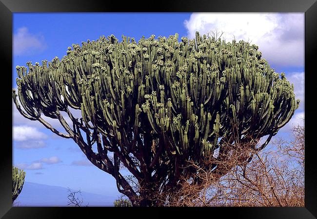 JST2706 The Candelabra Tree,( Euphorbia) Framed Print by Jim Tampin
