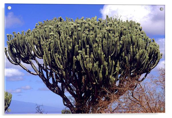 JST2706 The Candelabra Tree,( Euphorbia) Acrylic by Jim Tampin