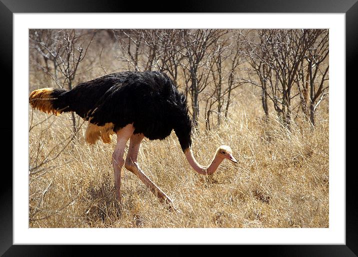 JST2707 Male Ostrich, Tsavo West Framed Mounted Print by Jim Tampin