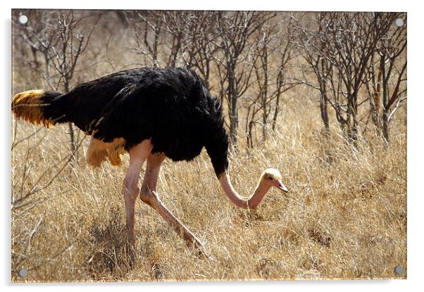 JST2707 Male Ostrich, Tsavo West Acrylic by Jim Tampin