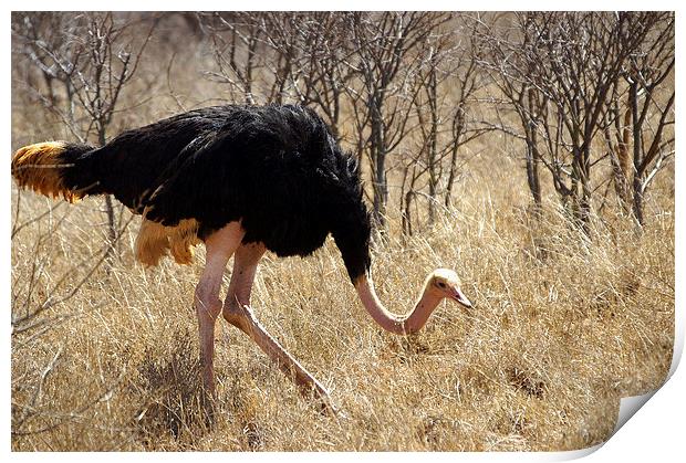 JST2707 Male Ostrich, Tsavo West Print by Jim Tampin