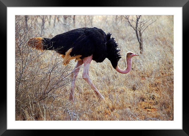 JST2708 Male Ostrich Framed Mounted Print by Jim Tampin