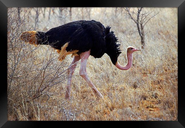 JST2708 Male Ostrich Framed Print by Jim Tampin