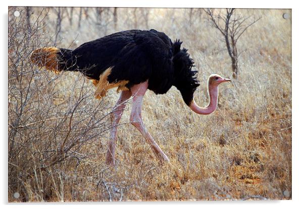JST2708 Male Ostrich Acrylic by Jim Tampin