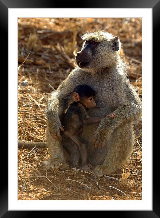 JST2709 Yellow Baboon with young Framed Mounted Print by Jim Tampin