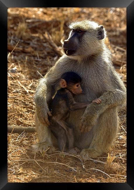 JST2709 Yellow Baboon with young Framed Print by Jim Tampin