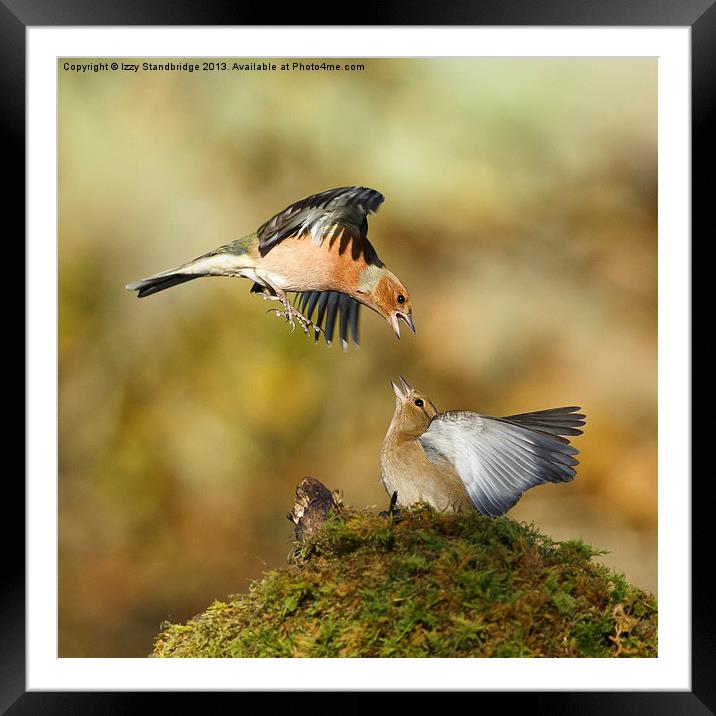 Bickering chaffinches Framed Mounted Print by Izzy Standbridge