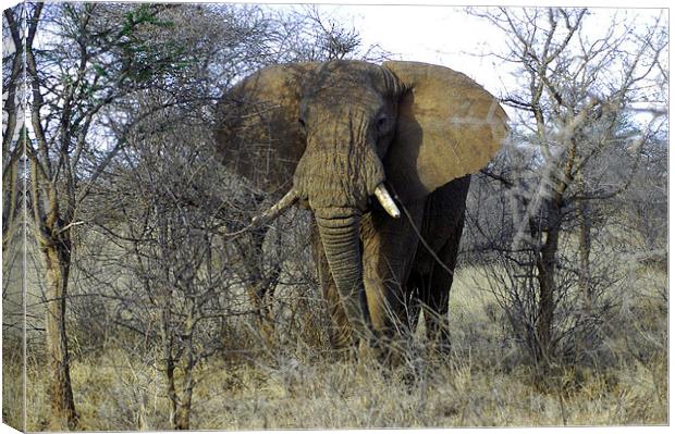 JST2711 African Bull Elephant Canvas Print by Jim Tampin