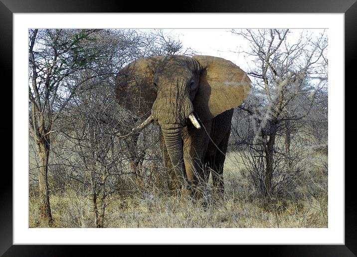 JST2711 African Bull Elephant Framed Mounted Print by Jim Tampin
