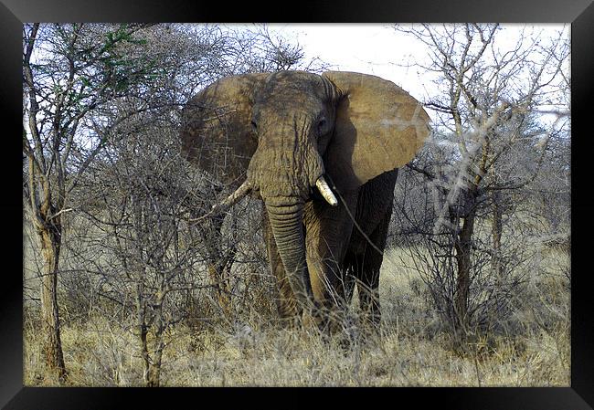JST2711 African Bull Elephant Framed Print by Jim Tampin
