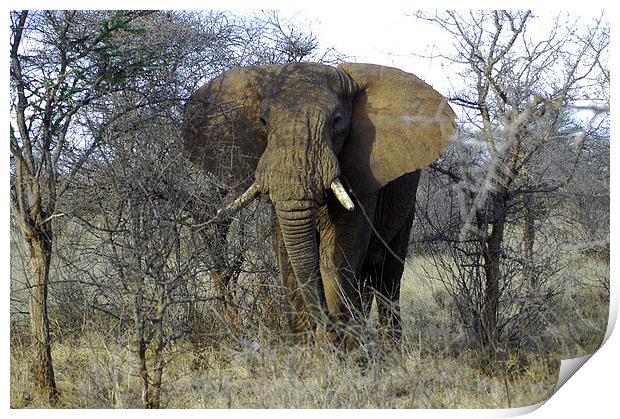 JST2711 African Bull Elephant Print by Jim Tampin