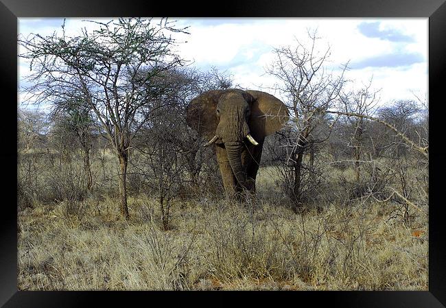JST2712 African Bull Elephant Framed Print by Jim Tampin