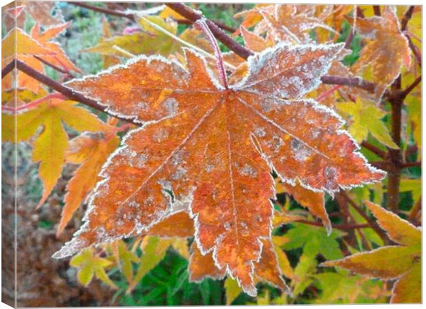 Frosty Acer Tree Leaves Canvas Print by Stephen Cocking